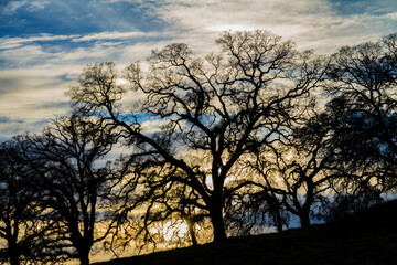 Fototapeta na wymiar Trees at dusk in Sacramento, California