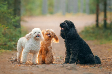 three small poodle in the forest at sunset. Walking the dog, healthy lifestyle