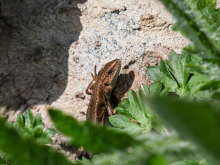 Viviparous lizard or common lizard (Zootoca vivipara) sunbathing in the brigth sun on rock in the garden. Detailed view of head and eye