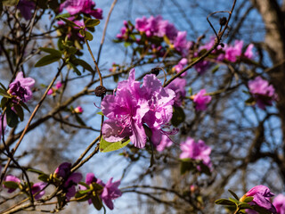 Close-up shot of broadleaf evergreen shrub the Mountain fetterbush or mountain andromeda (pieris floribunda) with erect or just slightly nodding panicles of white urn-shaped flowers