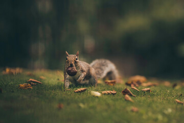 Hyde park squirrel