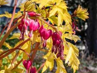 Blooms of the bleeding heart plant cultivar (Dicentra spectabilis) 'Gold Hearts'. Brilliant gold leaves and peach-colored stems, heart-shaped rose-pink flowers with white petals