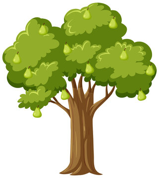 Isolated pear tree in cartoon style