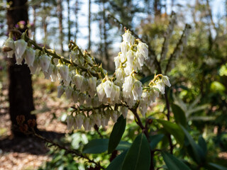 Close-up shot of broadleaf evergreen shrub the Mountain fetterbush or mountain andromeda (pieris floribunda) with erect or just slightly nodding panicles of white urn-shaped flowers