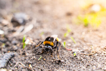 Bumblebee without a wing on the ground close-up