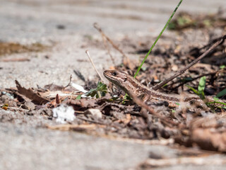 Detailed close-up of the Viviparous lizard or common lizard (Zootoca vivipara) on the ground near garden vegetation shot from the side and ground level