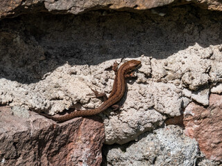 Young Viviparous lizard or common lizard (Zootoca vivipara) sunbathing in the brigth sun on the vertical rock wall in the garden in spring
