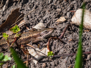 Viviparous lizard or common lizard (Zootoca vivipara) sunbathing in the brigth sun on the ground in the garden in spring. Detailed view of head and eye