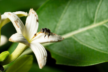 a stingless bee slurping nectar