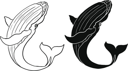 Whale illustration on white background.