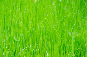 Obraz premium Fresh grass with dew drops. Juicy lush green grass on meadow with drops of water dew in morning light in spring or summertime outdoors