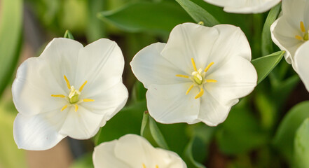 Beautiful white flower in nature.