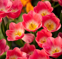 Pink flowers tulips in the park.