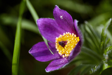 Dream-grass or Pulsatilla patens blooms in spring in the forest in the mountains. Delicate, fragile flowers in selective focus.