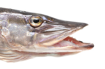 Pike fish isolated on white background.