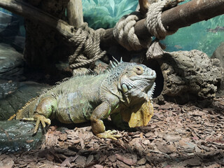 Big lizard in the zoo.