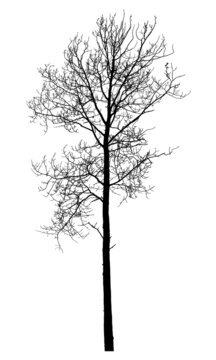 Silhouette of a tree on a white background. Realistic black and white illustration of aspen.
