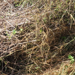 bird nest in the grass