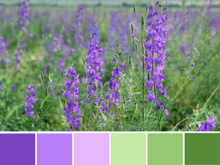 Color palette swatches of blooming purple violet flower Consolida regalis (Forking Larkspur, Rocket...