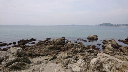 cows on the beach