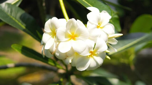 Beautiful blooming Frangipani Plumeria white flowers trees plantation. Aroma therapy spa cosmetics concept high quality 4K footage. Thailand.