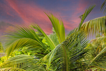 Palmes au ciel rose