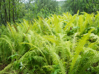Ferns leaves lush green foliage. Close up of beautiful growing male fern in the forest with grass and woods. Natural background.