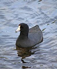 American coot (Fulica americana) in a lake