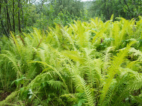 Ferns leaves lush green foliage. Close up of beautiful growing male fern in the forest with grass and woods. Natural background.
