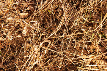 texture of dry grass from top view