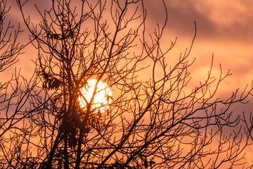 Dramatic sunset through tree branches close-up. An epic dawn, sunset appears over a leafless forest.