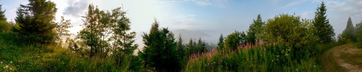 Panorama of Ivan tea flowers in the mountains, green trees and blue sky, sunny day.
