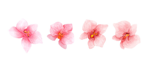 Fototapeta na wymiar Pink Orchid flowers watercolor collection. Set of romantic flowers isolated on white background. Vector illustration