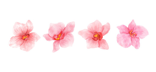 Fototapeta na wymiar Pink Orchid flowers watercolor collection. Set of romantic flowers isolated on white background illustration
