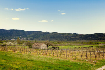 Fototapeta na wymiar Old stone farm barn in spring vineyard. Europe.