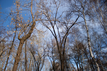 The sun shining through a majestic green oak tree on a meadow, with clear blue sky in the background,