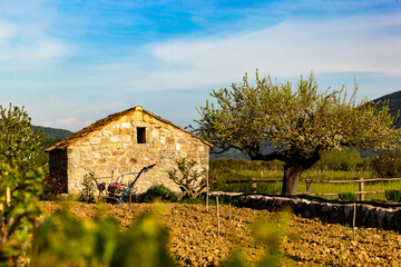 Barn in vineyard in croatian valley. Early summer.