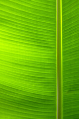 Tropical leaf texture background. Green close up leaf structure.