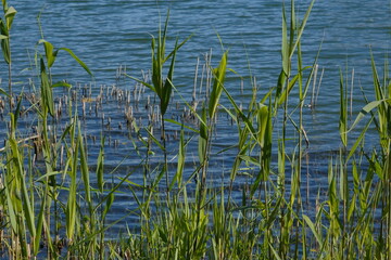 green reeds on a background of blue water. green spring grass on water background