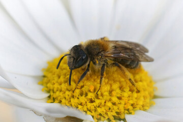 Closeup on a female groove-faced mining bee, Andrena angustior, sitting on a white yellow flower