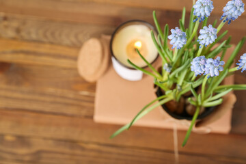 Pot with blooming grape hyacinth (Muscari) and candle on wooden table, top view