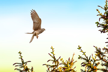 Bird of prey Common Buzzard, Buteo buteo, flying on coniferous spruce tree branch. Attack or Landing on spruce tree. Wildlife nature scene concept