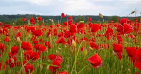 Flowers Red poppies blossom on wild field. Anzac Dat. Remembrance day. Red poppy flower posters, banner, header for website.