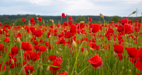 Flowers Red poppies blossom on wild field. Anzac Dat. Remembrance day. Red poppy flower posters,...