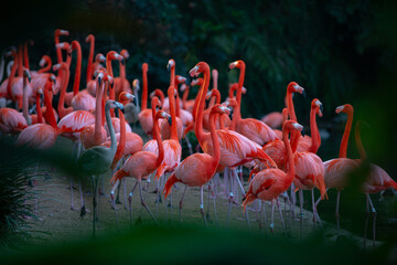 Obraz premium A flock of pink flamingos. Pink flamingo beauty birds. Caribbean flamingo. Big bird is relaxing enjoying the summertime. Green nature background.