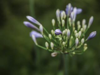 African Daisy  .  A single flower . Macro