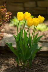 Obraz premium five yellow tulips growing on the ground