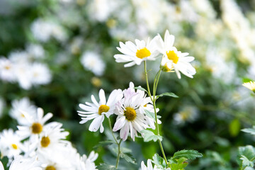 Obraz premium Familiar Wildflowers in East Asian Fields