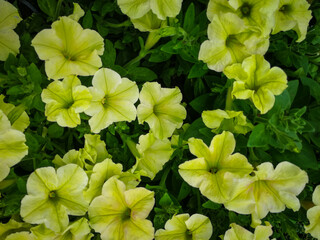 Background of colorful petunia flowers