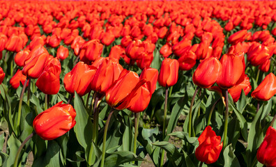 rows of vibrant red tulips in Skagit Valley in Washington State during the spring season